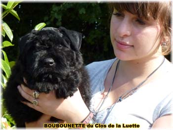 chiot bouvier des flandres de la luette SITE WEB ELEVAGE DU CLOS DE LA LUETTE SPECIALISE POUR LE BOUVIER DES FLANDRES ©